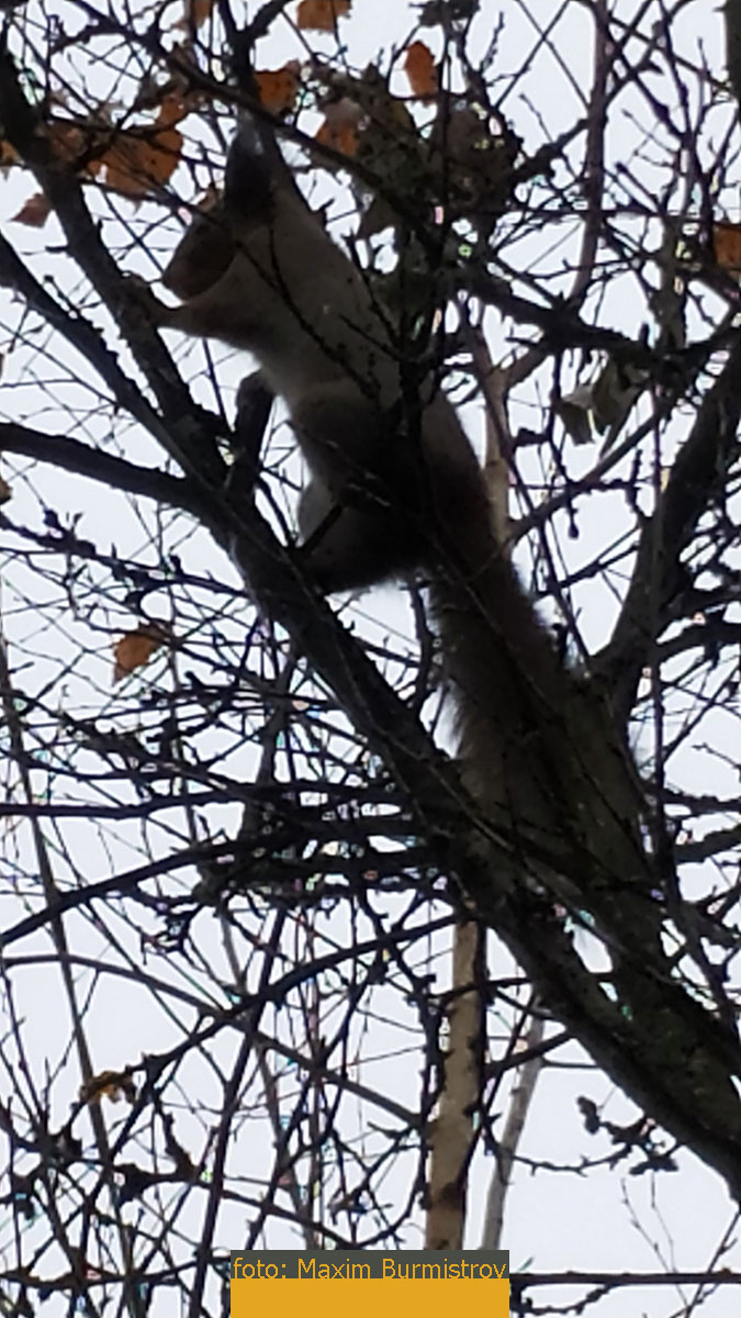 Белка-притворяшка, но меня не проведешь! Хватит дурака валять, спускайся пониже!