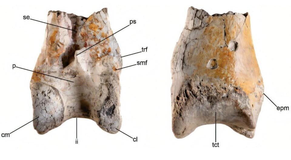   Federico Degrange et al. / Palaeontology, 2024
