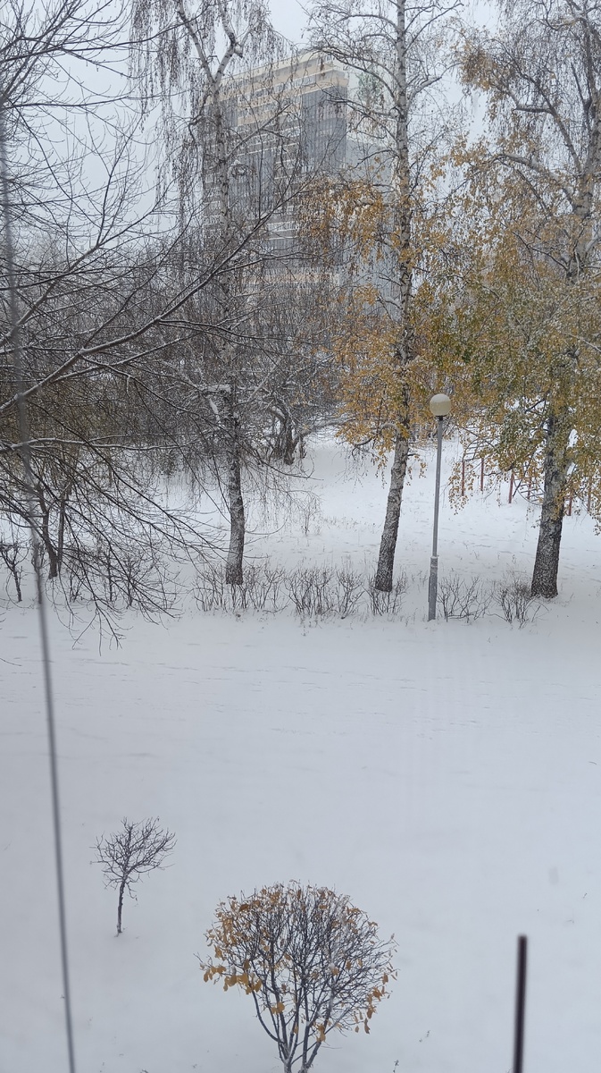 Фото автора. 7 ноября 2024 г.