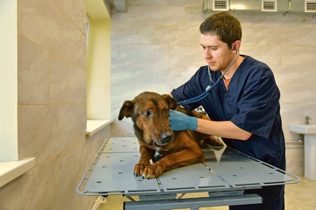     Автор фото: Виталий ГАРКУША