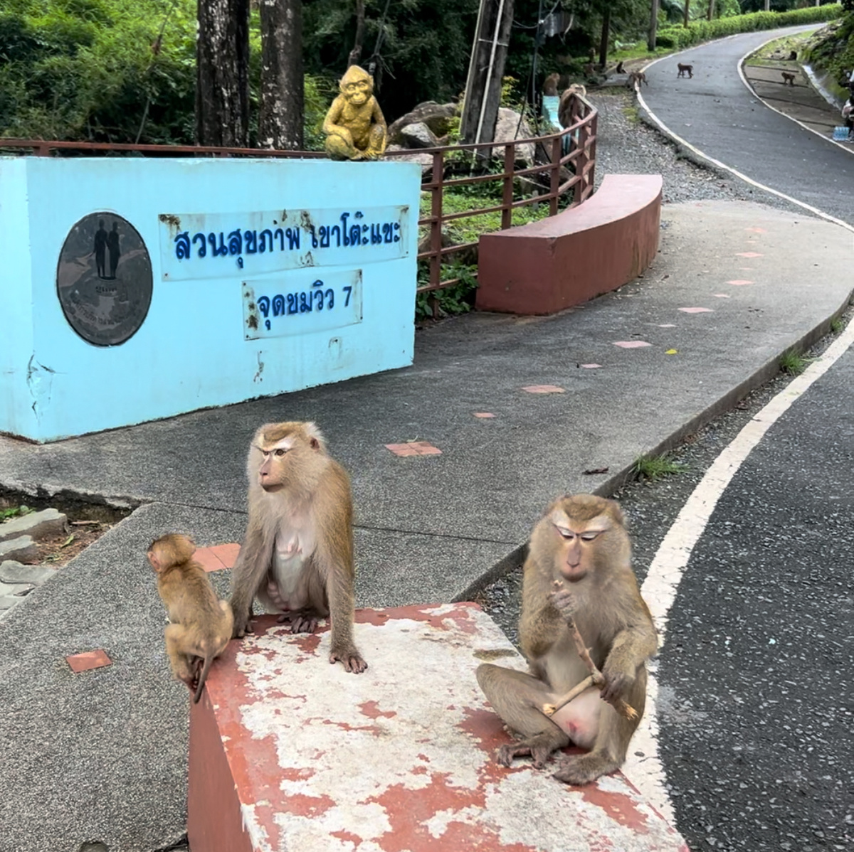 Здесь обезьяны бесспорные хозяева