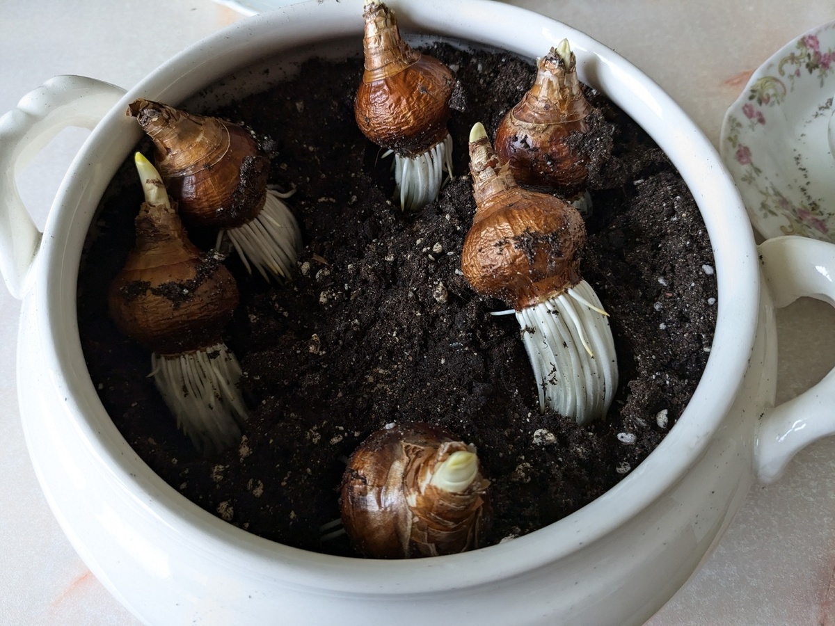 Так выглядят выпершие из земли корни