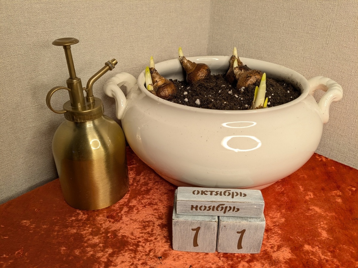 Нарцисс многоцветковый месяц спустя после посадки