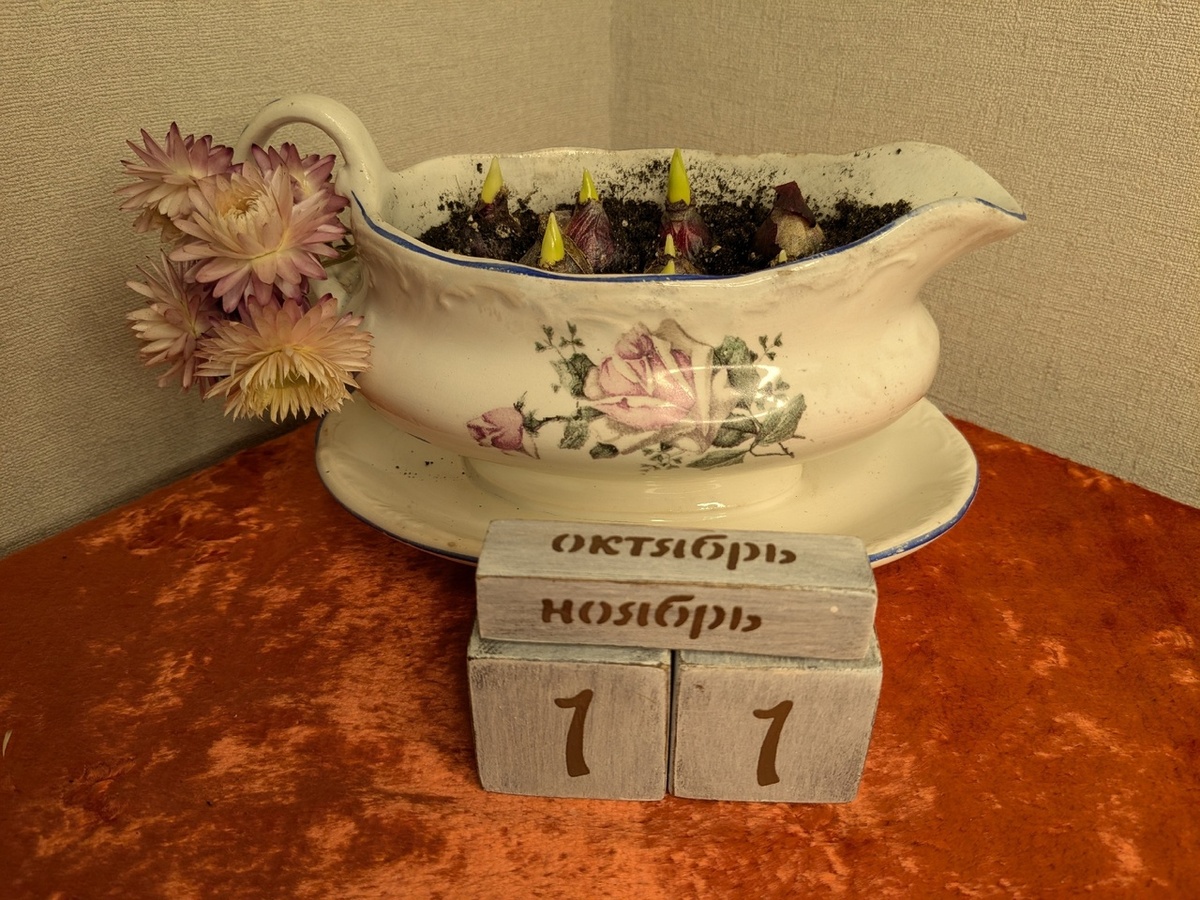 Пролеска месяц спустя после посадки