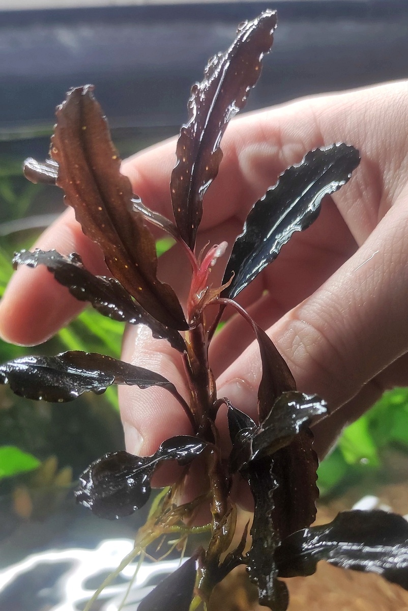 Bucephalandra sp. Narcissus 1 (фото Алексея Гальченя) 