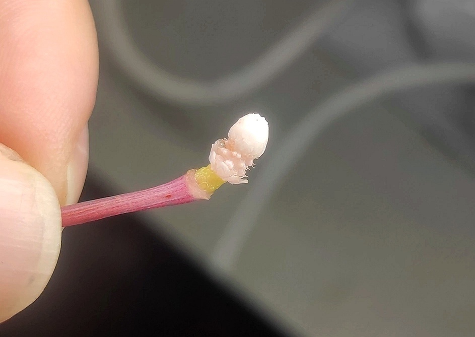 Соцветие Bucephalandra sp. Narcissus 1 (фото Алексея Гальченя) 