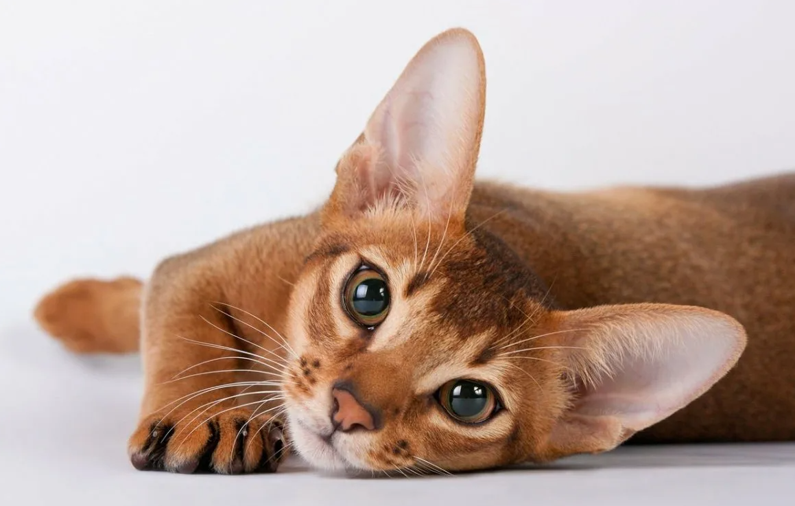 Необычный факт про абиссинскую породу кошек: они известны своей любовью к воде, что делает их уникальными среди кошек. В отличие от большинства кошачьих, которые избегают воды, абиссинцы могут с удовольствием играть с текущей водой или даже плескаться в миске. Этот факт подчеркивает их любопытный и игривый характер, отличающийся от других пород.