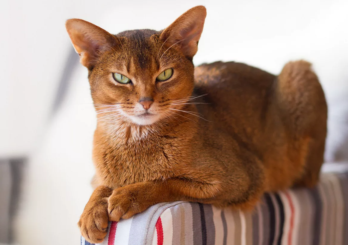 Ещё один необычный факт про абиссинских кошек: они обладают особой склонностью к созданию социальных связей и могут формировать близкие «дружеские» отношения не только с людьми, но и с другими животными, включая собак. Абиссинцы часто выбирают себе любимого человека или даже компаньона среди других питомцев, с которым проводят больше всего времени. Их привязанность и стремление к общению делают их отличными партнёрами для семей с разными домашними животными.