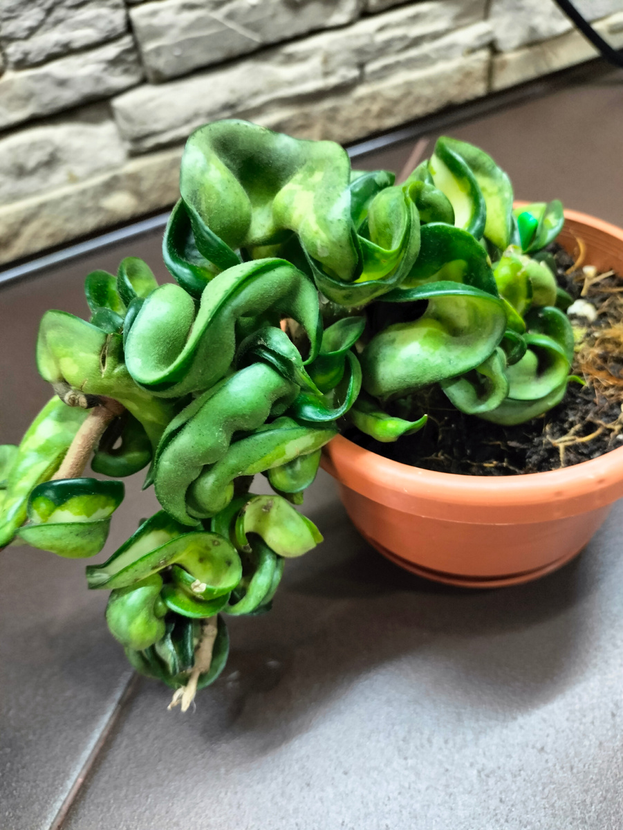 Hoya compacta cv.Mauna Loa. (хойя компакта мауна лоа). Сортовой гибрид. За счет скрученных листьев, кажется что растение растет медленно, но если вы подсчитаете кол-во междоузлий которое нарастает за сезон — вы поймете — это не так.