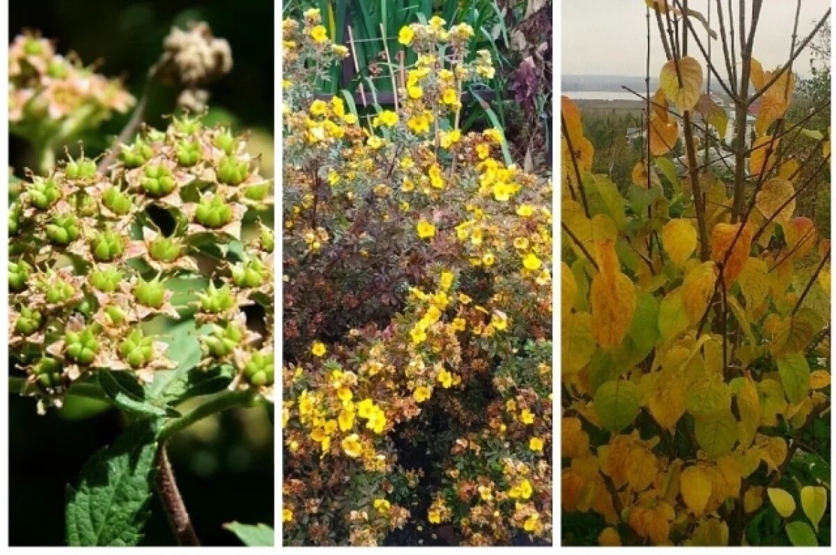    Спирея, ​лапчатка и сирень.