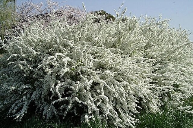    Спирея. Фото: Commons.wikimedia.org