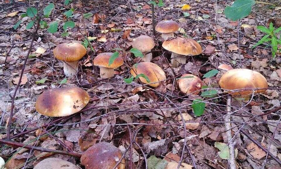 Незабываемые грибные "эльдорадо". Как увековечить красоту?