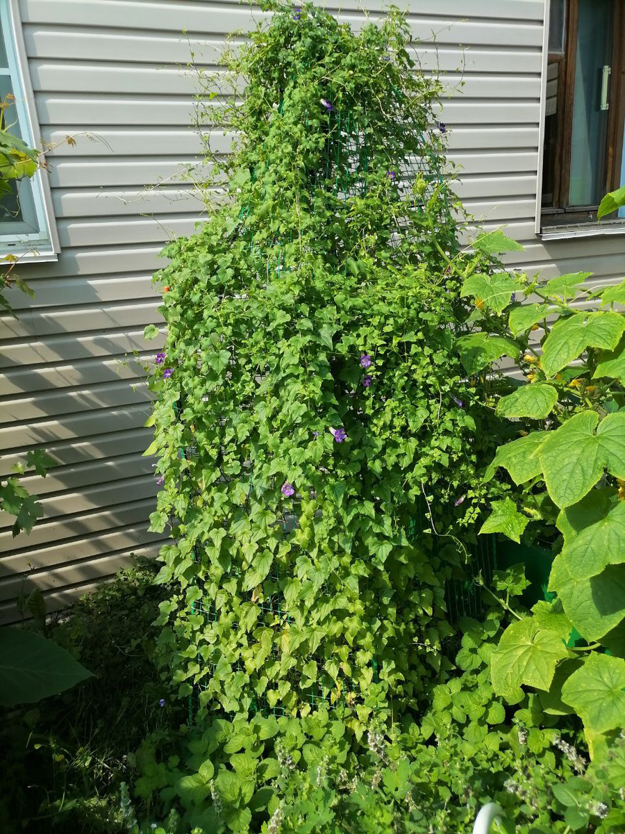 Азарина лазающая, фото автора