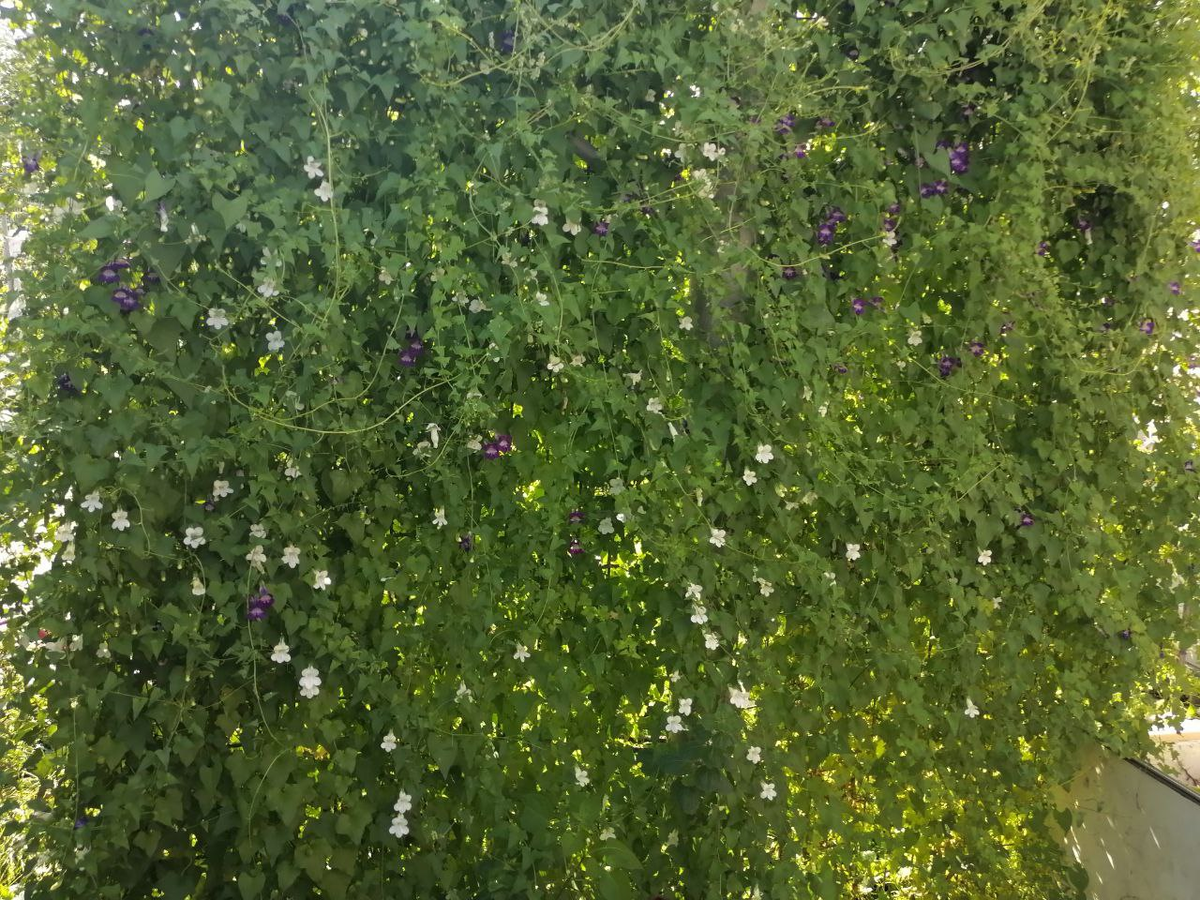 Азарина дает тонкие побеги, мелкие листья, но так активно все это наращивает, что даже за короткое сибирское лето успевает создать сплошную стену, фото автора