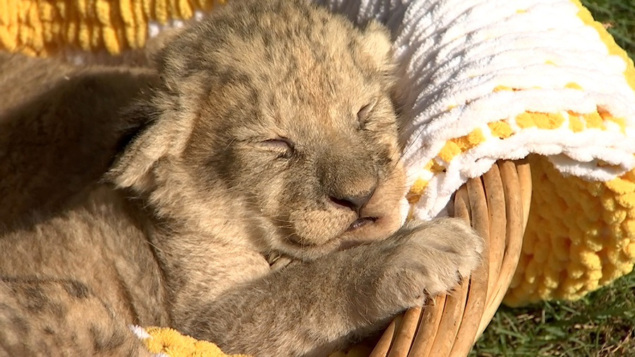    © АО "ТВ Центр"