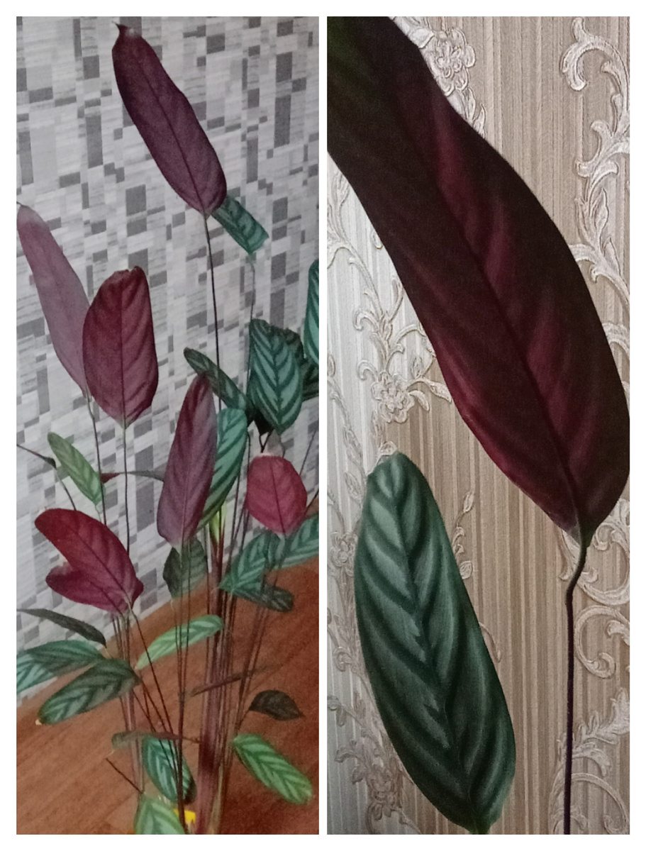 Фото и коллаж автора