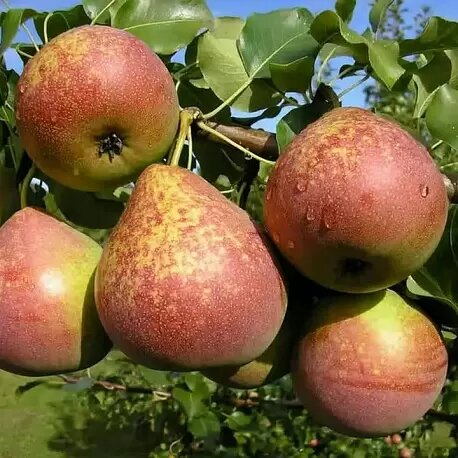 Фото: rostok-pitomnik.ru