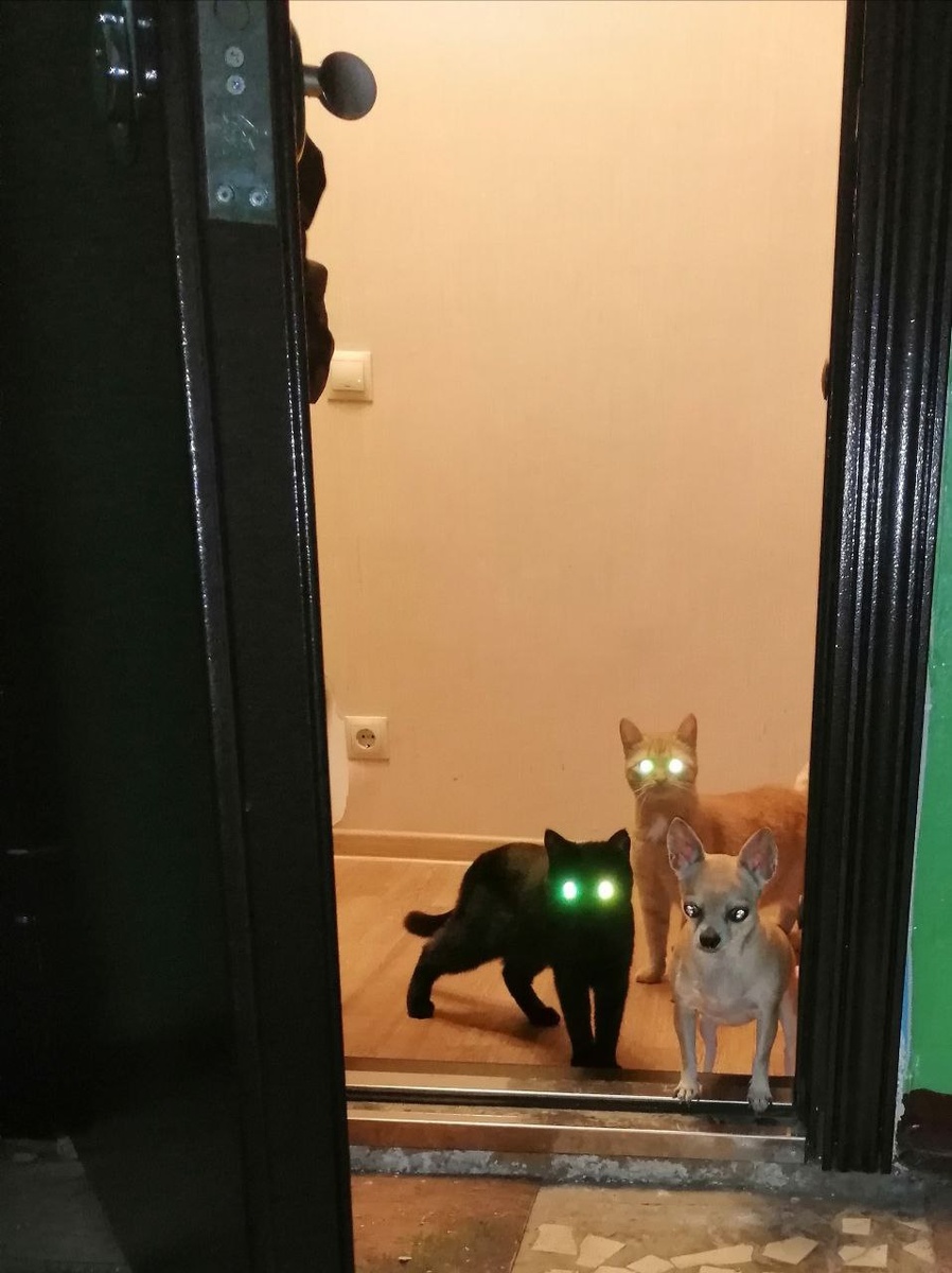 Примерно так все бежали смотреть на кошку. Моя банда ждет меня.