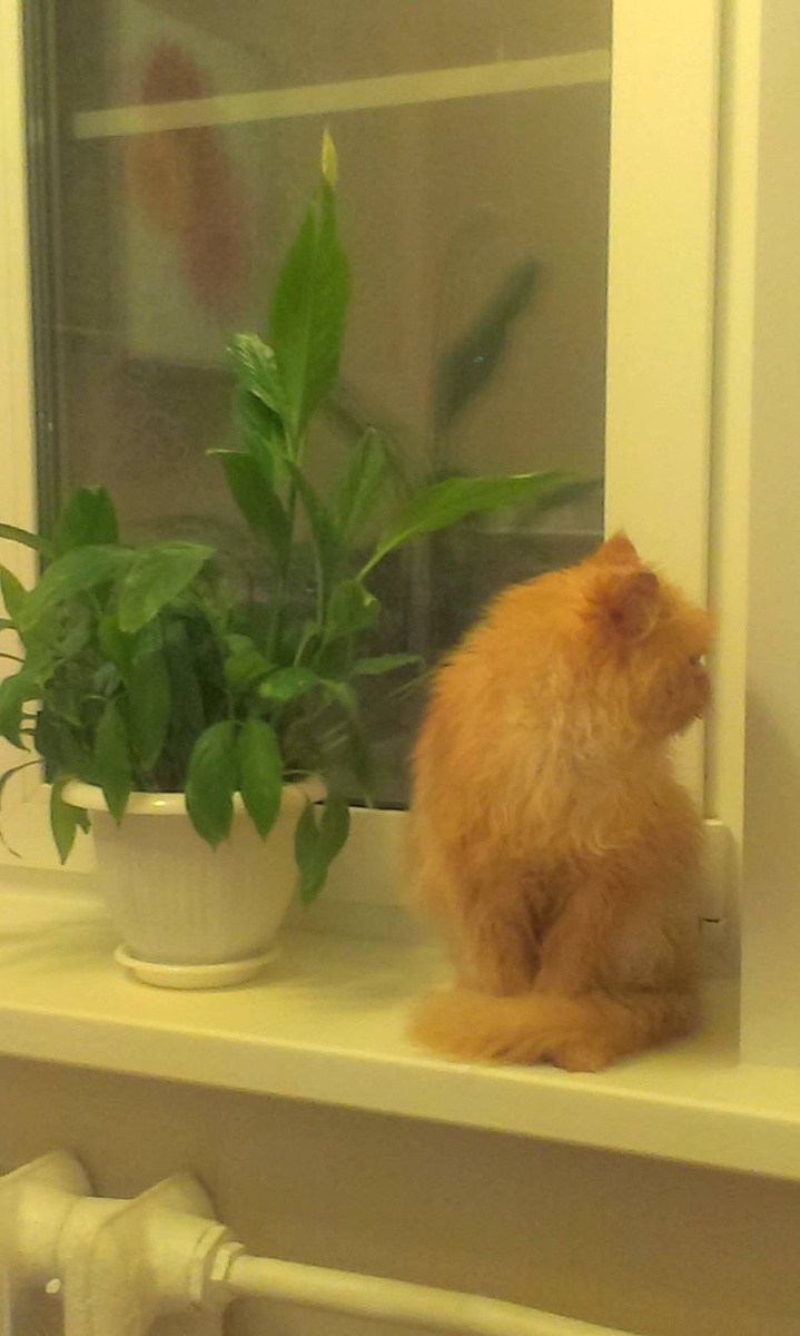 Мой самый первый кот Себастьян. Прожил со мной счастливых 13 лет.