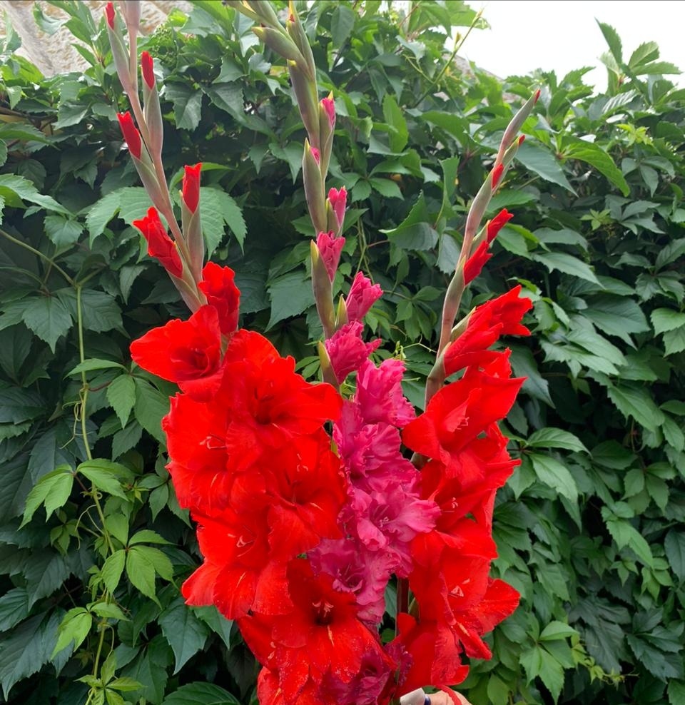 Гладиолусы, фото автора. 