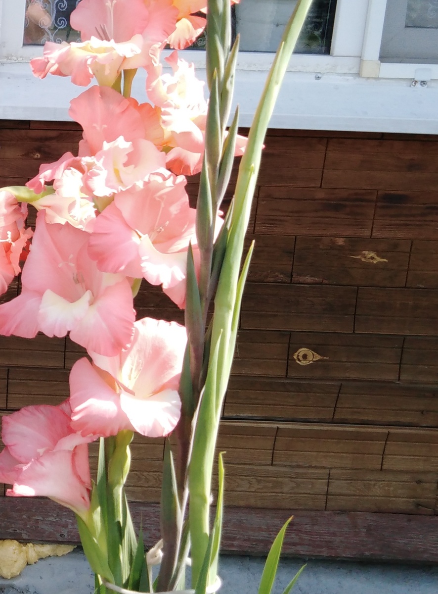 Гладиолусы, фото автора. 