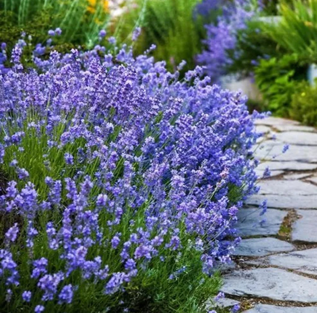 Лаванда Манстед