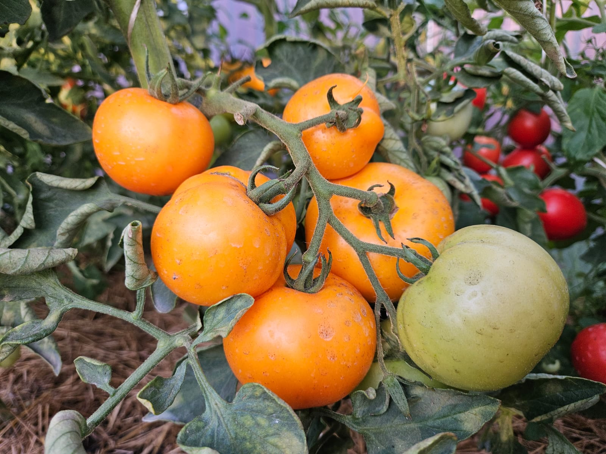 Ну что, будем готовить (сани летом) себя к огороду зимой?