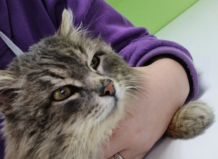 Фото: приют для животных "Золотое сердце"