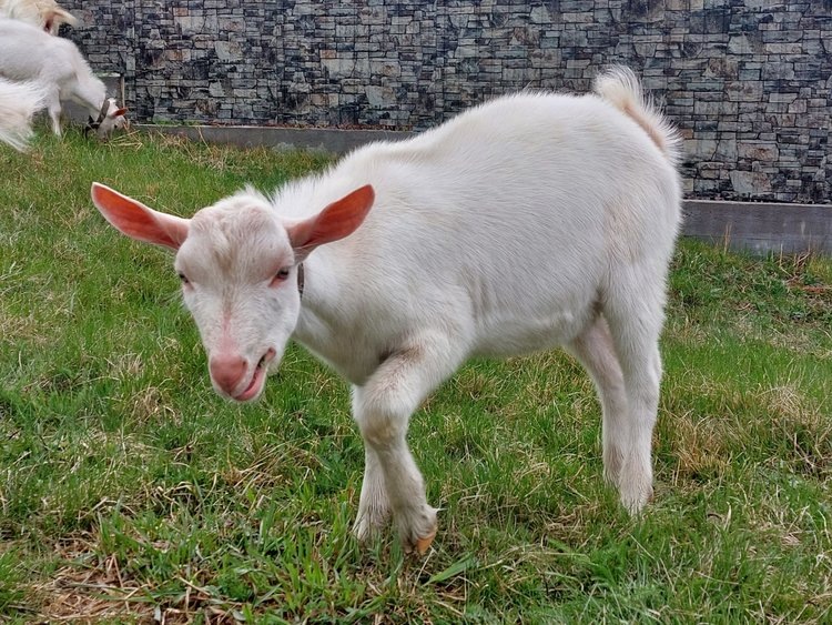    92 тонны козьего молока произвели хозяйства в Иркутской области с начала года
