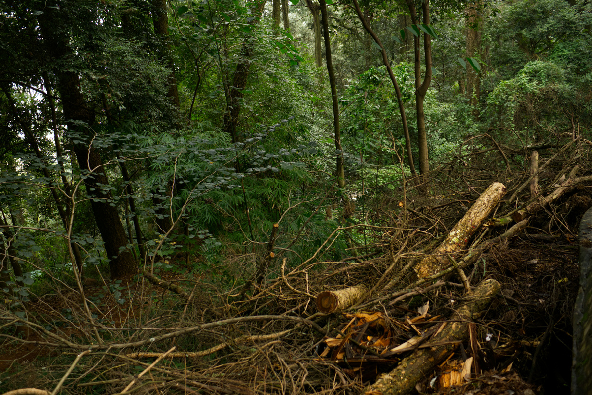 Картинка с бесплатного фотостока https://unsplash.com, автор Felis Amafeles