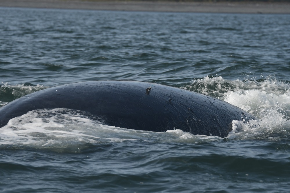 Фото: Фонд "Природа и люди" ИПЭЭ РАН