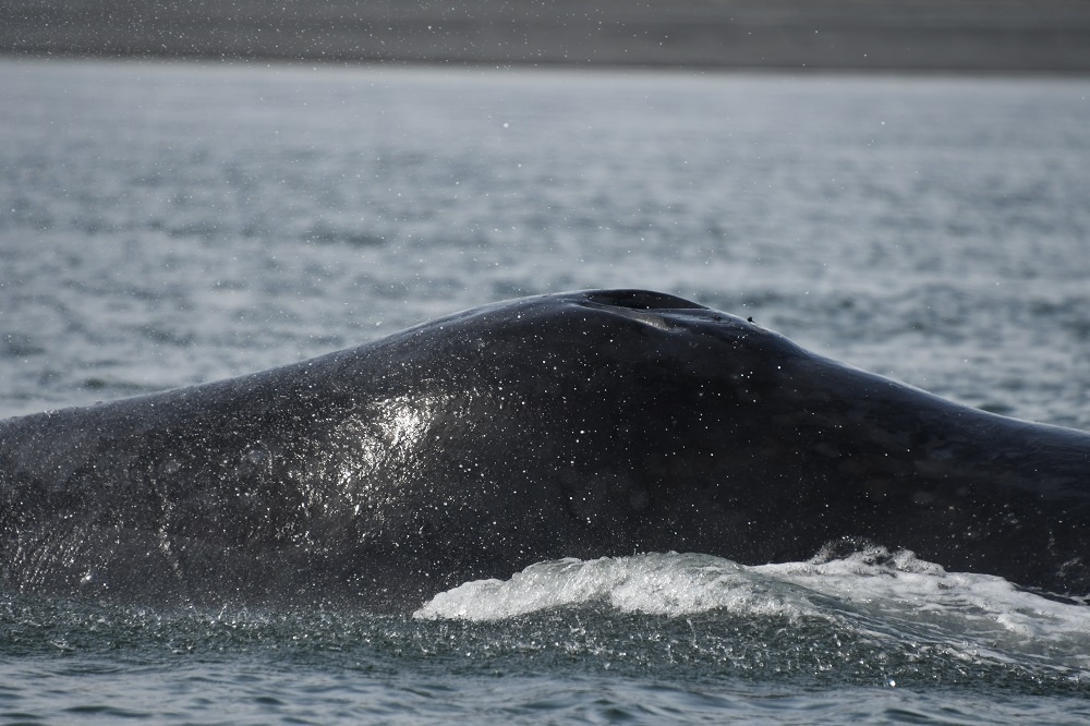 Фото: Фонд "Природа и люди" ИПЭЭ РАН