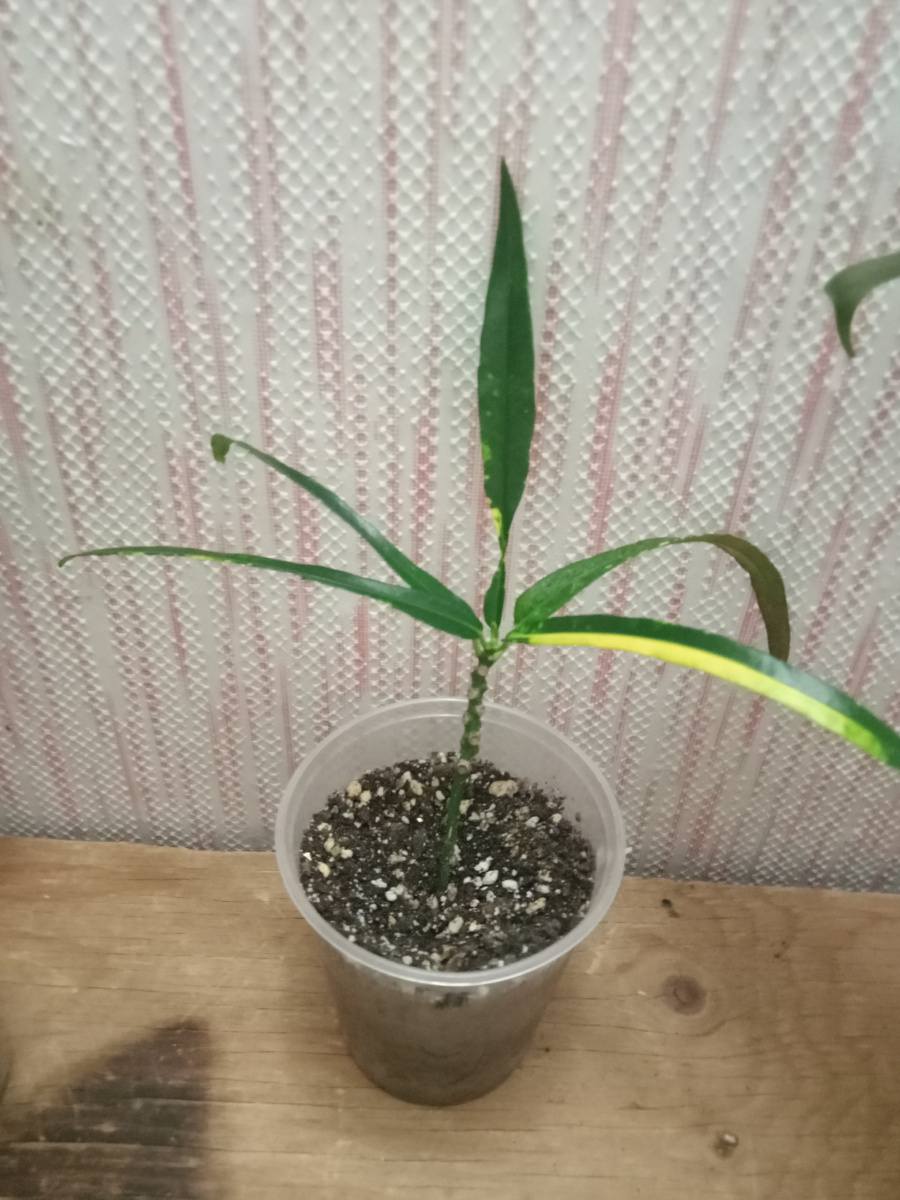 Кротон Хэллоуин 