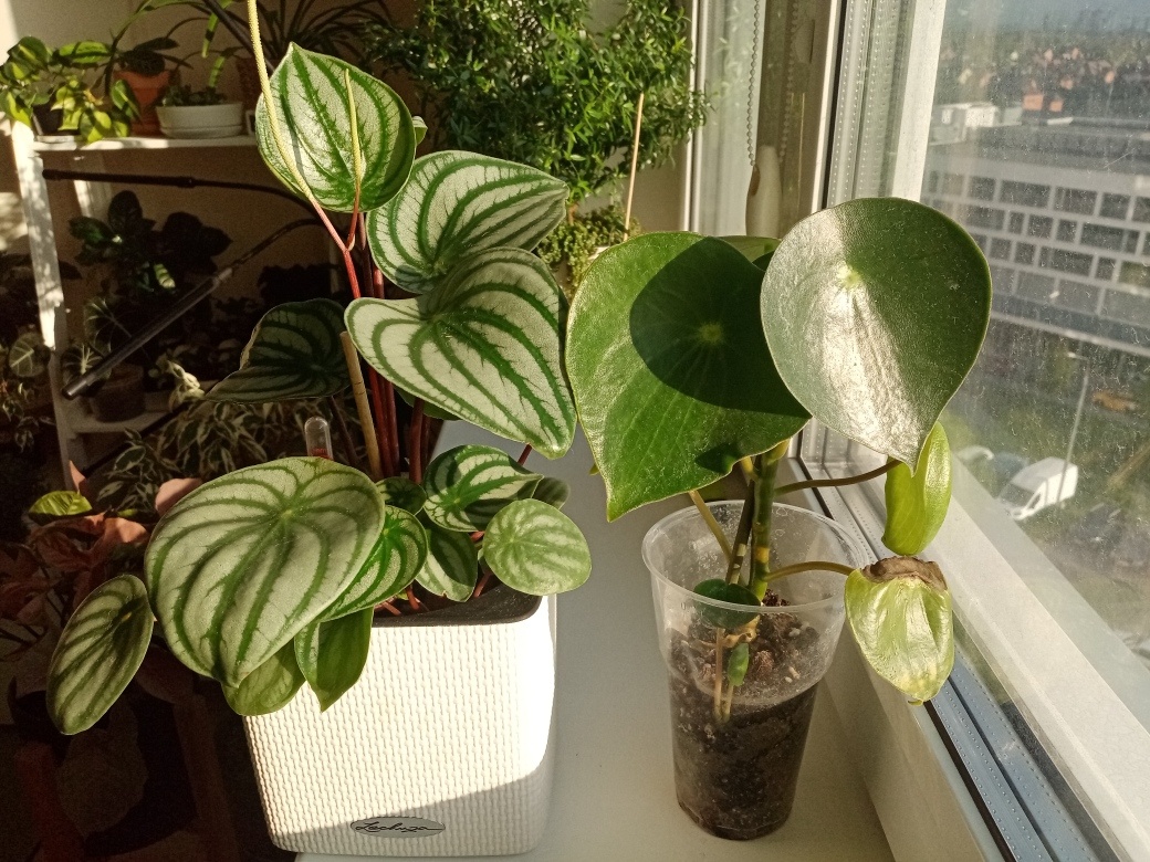 пТут мои еперомии просто хорошанюшки. Старое фото. Арбузная и Рейндроп. У меня всего две пеперомии. Фото автора