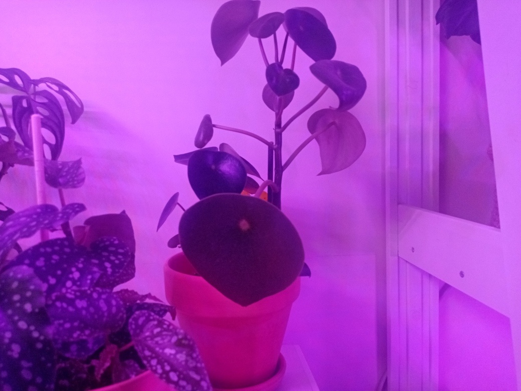 Пеперомия Рейндроп. Пока вот такая шпала. Планирую обрезку и укоренение листа, чтобы выросло компактное растение. Но согласитесь - идеально простая форма растения и листа. Ничего лишнего. Фото автора