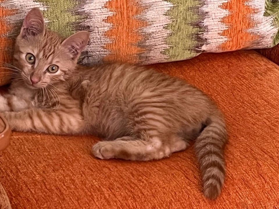 Рыжий счастливчик