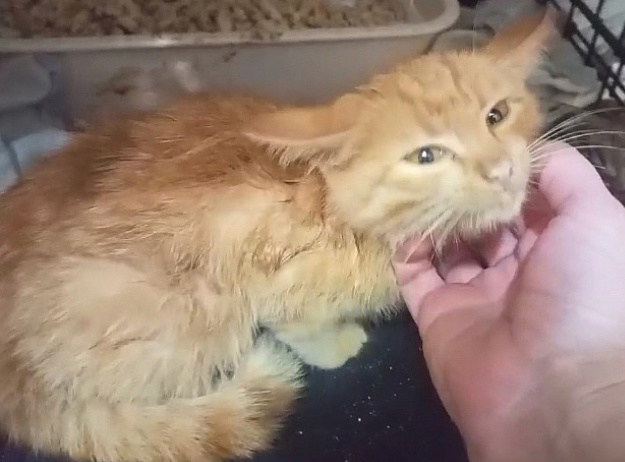 Яша с первой минуты очаровал всех