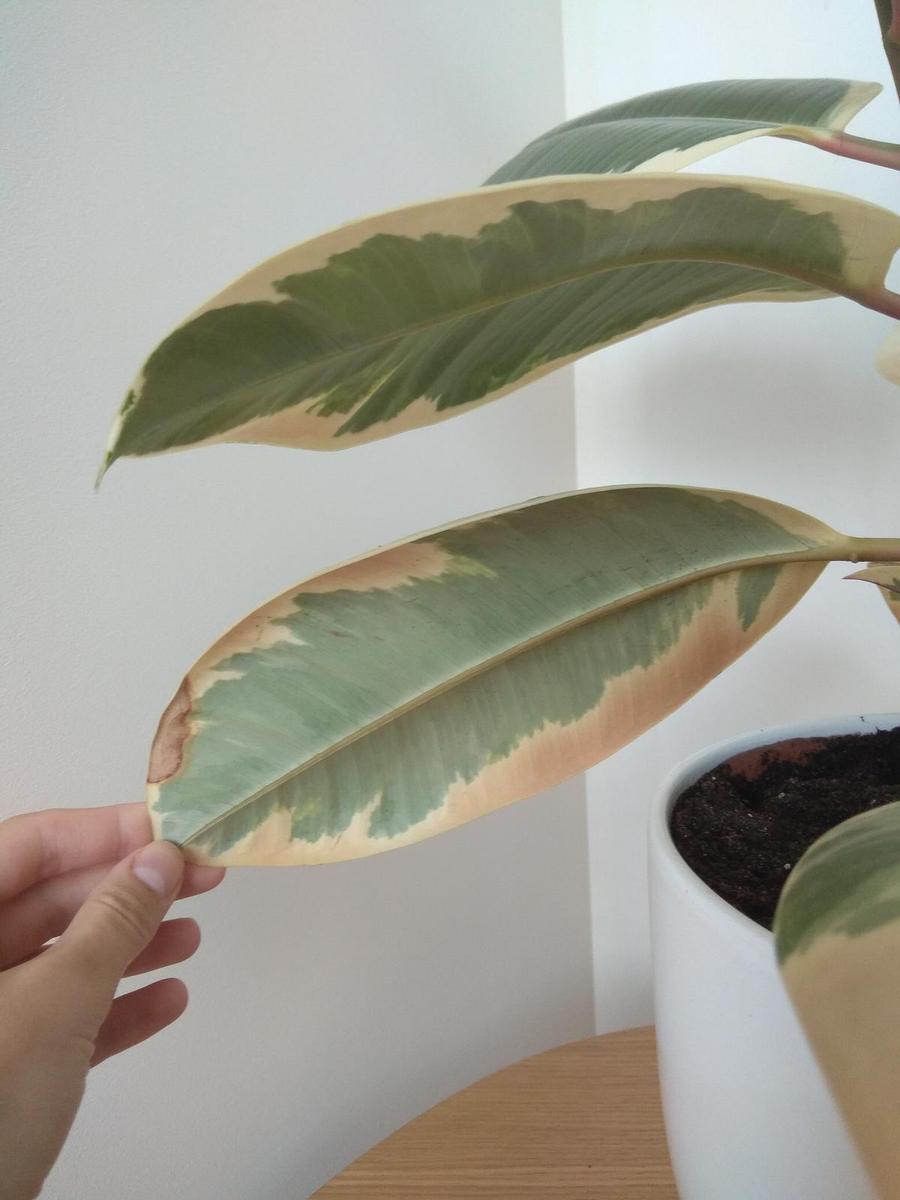 Листья фикуса потемнели 