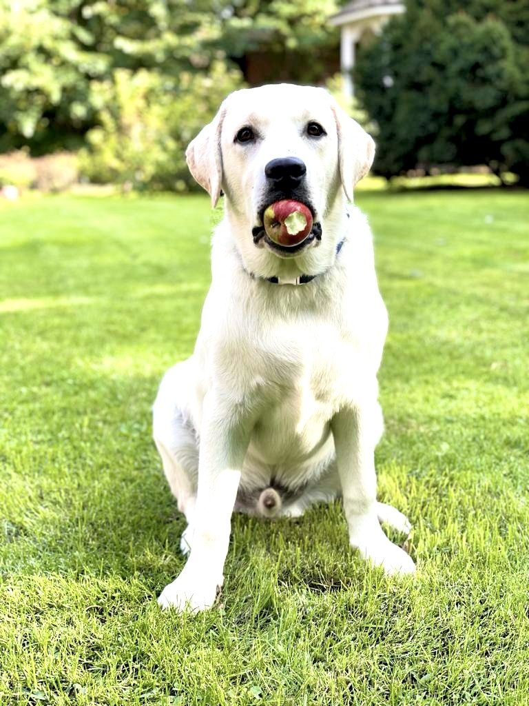 Ясень, 3,5 года