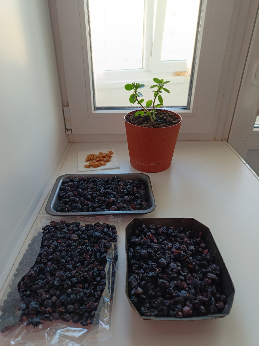 Моя "сушилка"