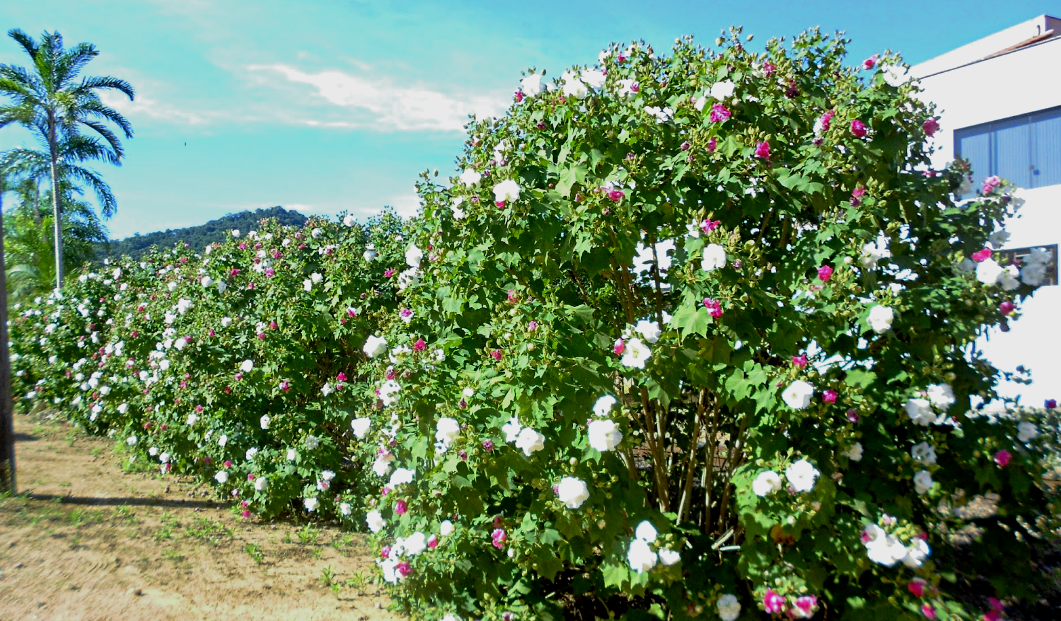 Источник фото: treespk.ru