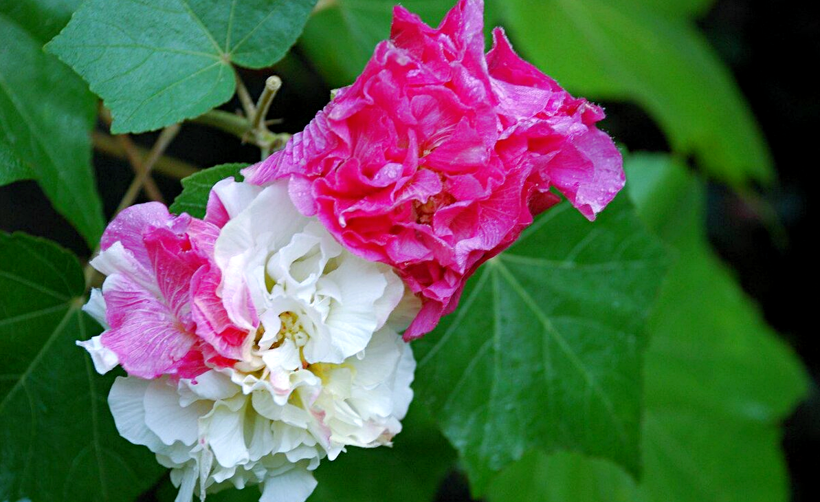 Снимок: botanicdom.ru