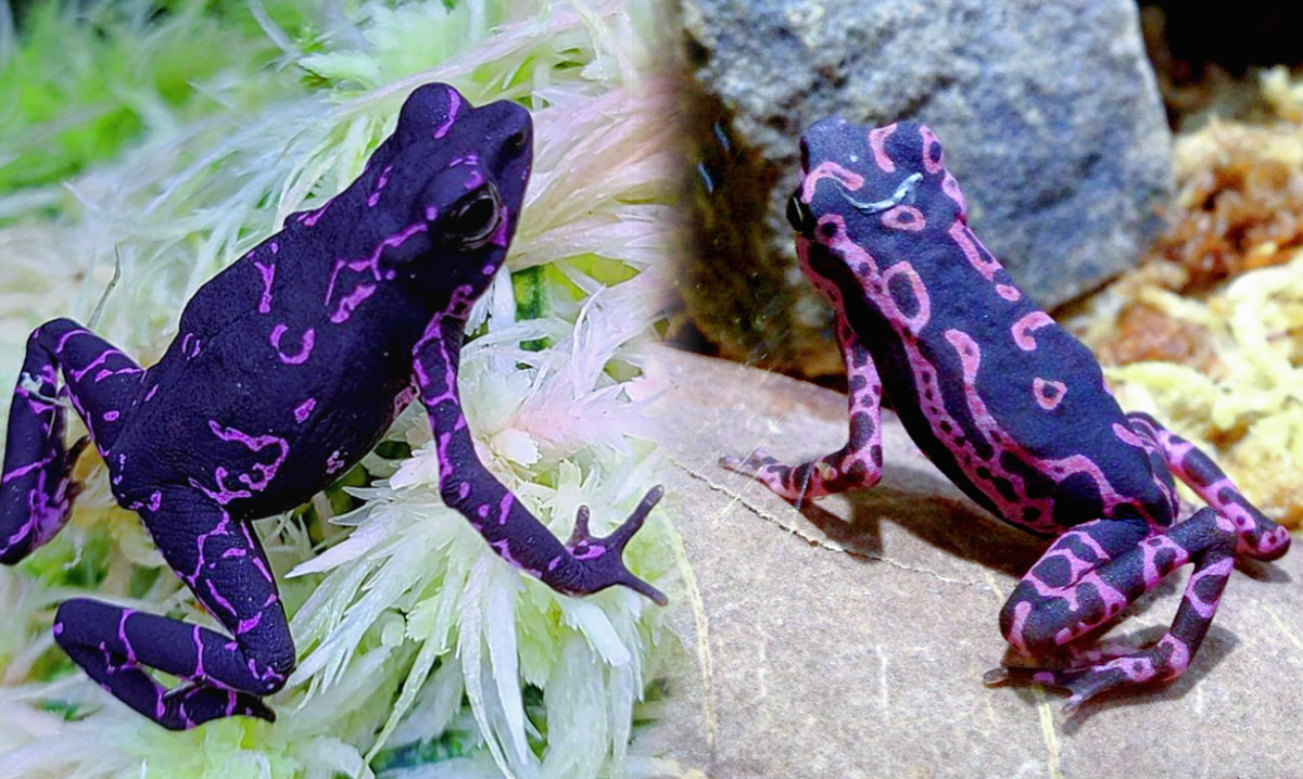 Охоча жаба до орехов, да зубов нет.