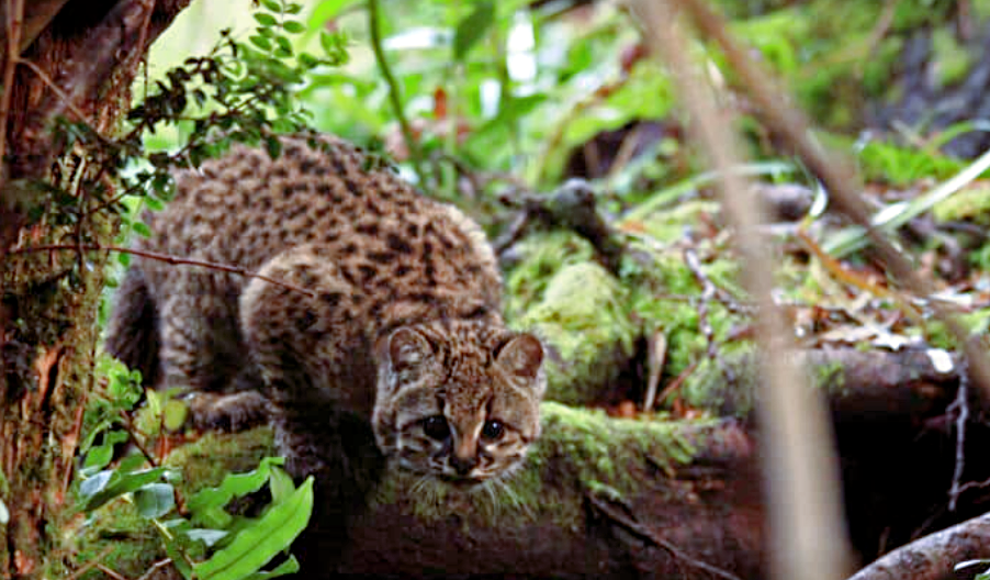 Leopardus guigna. Источник фото: msn.com