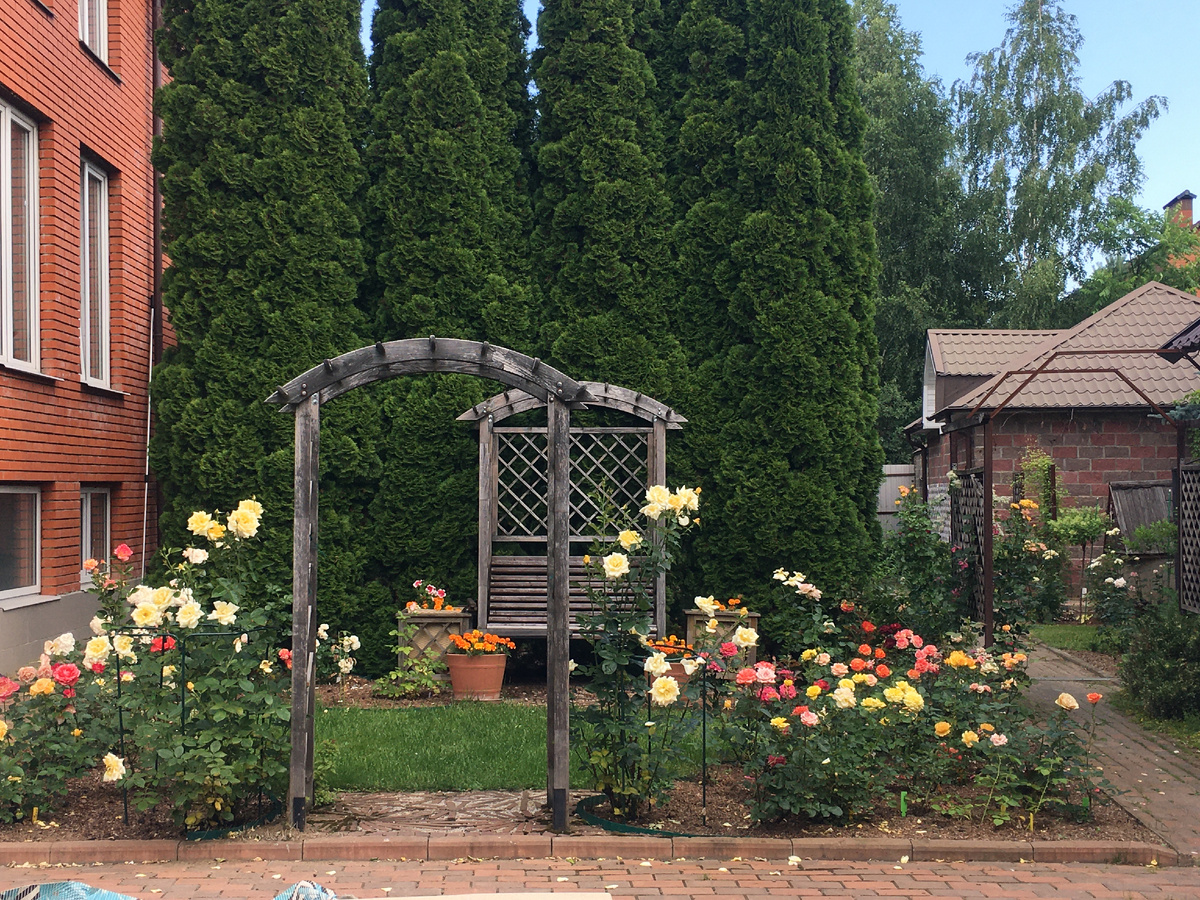 Наш "Садик Роз" в июле 2024 году