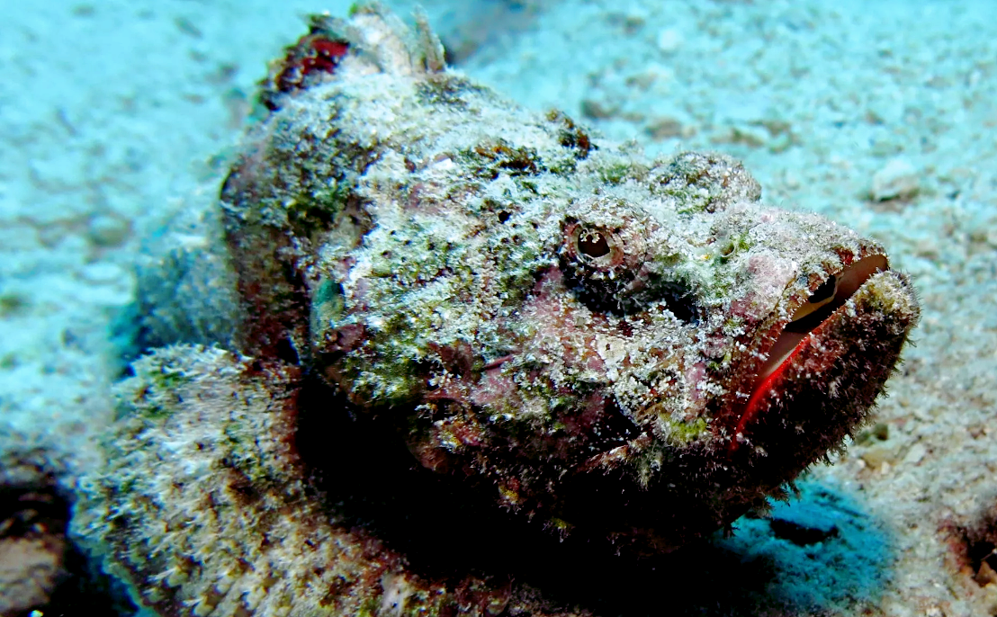Synanceia verrucosa, источник фото: stock.adobe.com