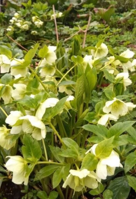 Морозник кавказский, взрослое растение