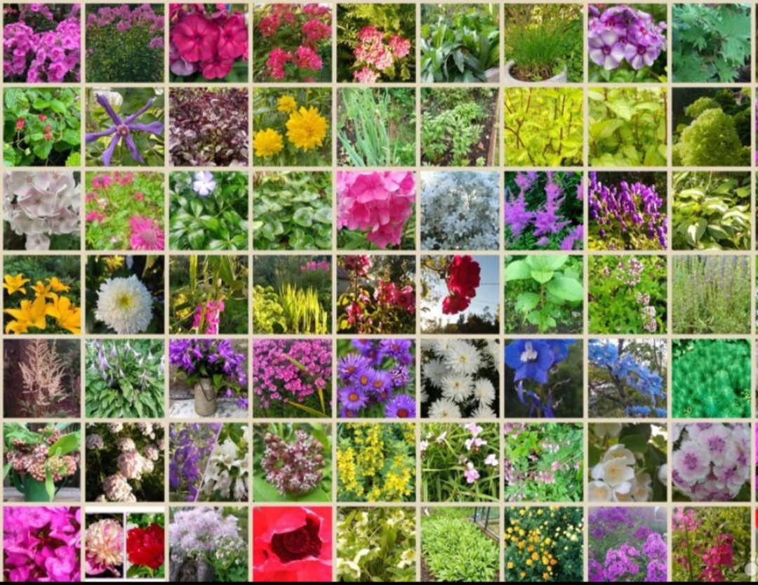 Моя коллекция рвстений