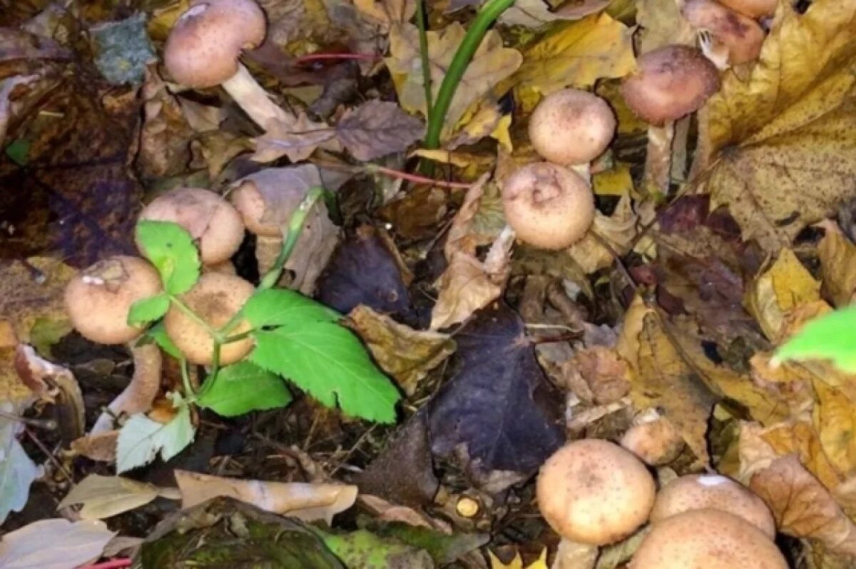    Mash: в Геленджике более 10 человек отравились собранными в лесу грибами