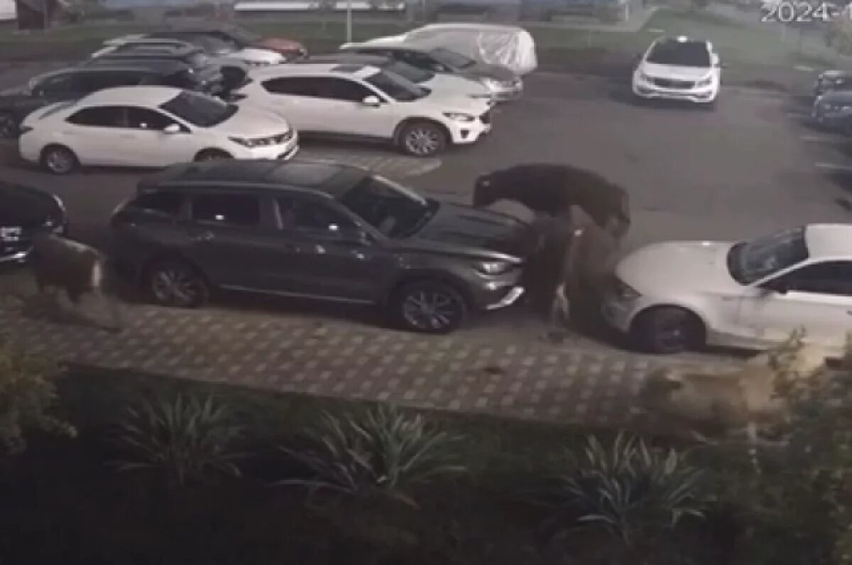    Ночью в Сочи разыгравшиеся коровы разбудили жителей многоэтажки